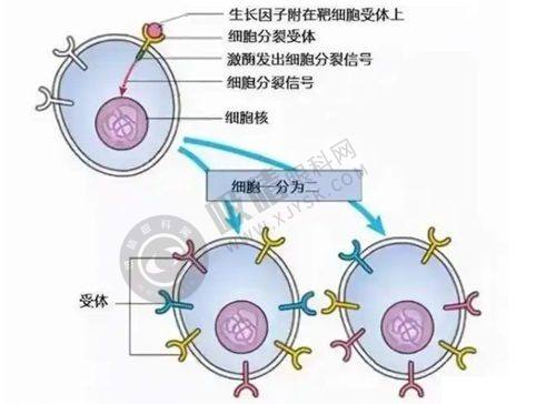 3. 杭州天鑫整形医院医资力量