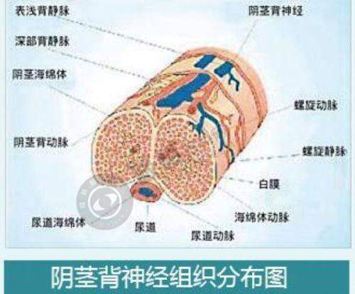 2025北京隆鼻专家排名：巫文云、黄旭培等十大隆鼻大咖口碑对比！