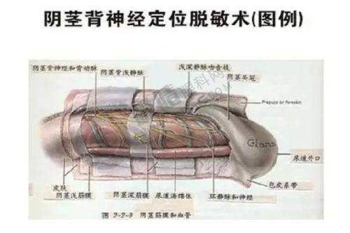 2025王杨医生眼袋修复怎么预约？郑州微创卧蚕术+价格表全公开