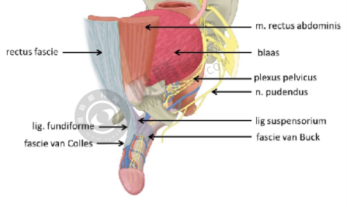长沙凯莱纯真医疗美容门诊部怎么样?——肖卫立医生注射美容技术获好评