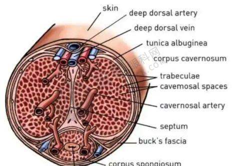 上海华美医疗美容医院用户真实体验分享